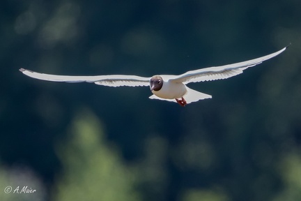 2023.05.28 Graben Neudorf-0974