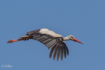 2023.05.28 Graben Neudorf-1549