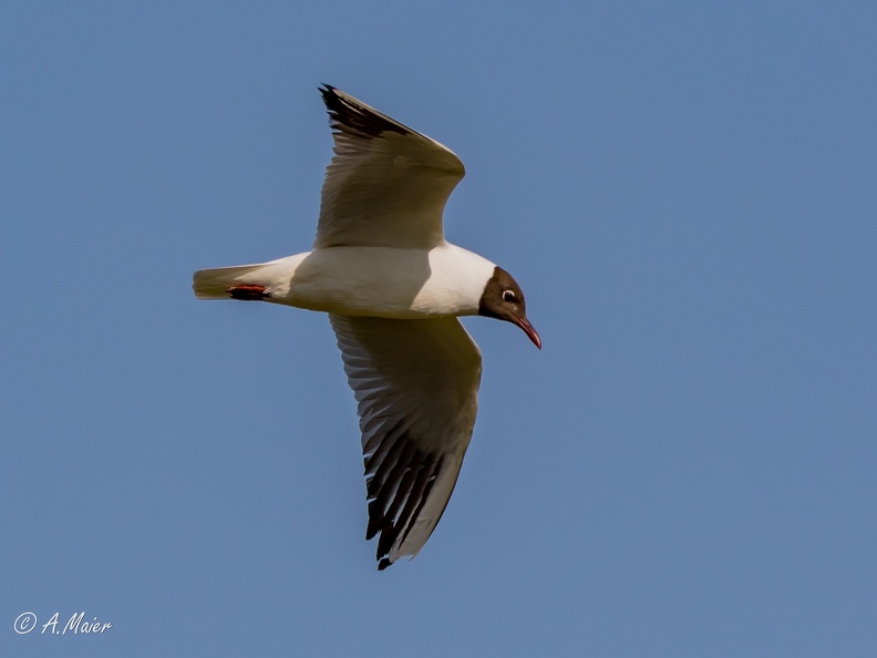 2023.05.28 Graben Neudorf-1837.JPG